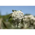 Viburnum x pragense 60-80 cm