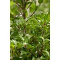 Ilex meserveae 'Heckenfee' -R- 30-40 cm