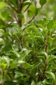Ilex meserveae 'Heckenfee', Stechpalme, immergrün, 30–40 cm