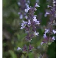 Katzenminze Grandiflora - Nepeta grandiflora