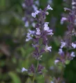 Katzenminze Grandiflora - Nepeta grandiflora
