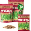 ZenGreens® - Bio Weizen Sprossen Samen in - Wähle zwischen 10g, 200g und 500g - Weizengras Samen mit Keimrate von über 96% - Getreide Saatgut - Weizensamen ideal für Microgreens - Keimsprossen