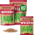 ®  Bio Weizen Sprossen Samen in  Wähle zwischen 10g, 200g und 500g  Weizengra...