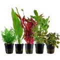 AquaOne Aquarium Pflanzen I 5x Wasserpflanzen Set I Hintergrund Aquarienpflanzen I Ammannia Echinodorus Ludwigia Ceratopteris Alternanthera I Set mit 5 Hintergrundpflanzen