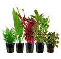 Aquaone Wasserpflanze Pflanzen Set mit 5 Hintergrund Wasserpflanzen Nr.142