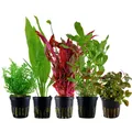 Pflanzen Set mit 5 Hintergrund Topf Aquarium Wasserpflanzen AquaOne Nr.142
