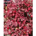 Cornus Alba Baton Rouge Hartriegel Leuchtend Rot 60–100 cm