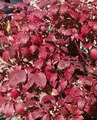 Pflanzen für Dich Gehölze Cornus alba Baton Rouge, 1 St., Hartriegel, Weißer Hartriegel