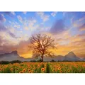 Papermoon Fototapete Sunflower Field, glatt bunt 4 m x 2,6 m