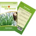 Zyperngras Katzengras Samen - Cyperus zumula - Zyperngrassamen - Katzengrassamen - Saatgut für 90 Pflanzen