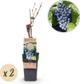 Green boutiQ - Obstpflanze - Vitis vinifera Regent - Weinrebe - Veredelt - Blaue Traube - 2 Pflanzen - Topf 15cm - Höhe 50cm