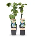 Green boutiQ - Obstpflanze - Vitis vinifera Regent - Weinrebe - Veredelt - Blaue Traube - 2 Pflanzen - Topf 15cm - Höhe 50cm