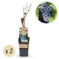 Obstpflanze - Vitis vinifera Regent - Weinrebe - Veredelt - Blaue Traube - 2 Pf