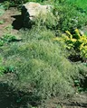 Betula pendula 'Karaca' 40–60 cm – Winterhart, Mehrjährig, Pflegeleicht – Hängebirke – Zierbaum für Garten & Park