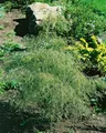 Pflanzen für Dich Gehölze Betula pendula Karaca, 1 St., Hängebirke, Sandbirke, Weißbirke