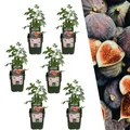 Plants by Frank | 6 Feigenbaum Pflanzen BIO | 6 x Ficus Carica | 13 cm Ø | 20 cm ↨ | Feigenbaum | 100% Biologisch | Obstgarten | Obstbäume | Gemüsegarten | Gartenpflanzen
