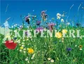 Reine Wildblumen und Kräutermischung 500gr