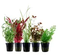 Aquaone Wasserpflanze Pflanzen Set mit 5 Hintergrund Wasserpflanzen Nr.118
