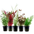 Pflanzen Set mit 5 Hintergrund Topf Aquarium Wasserpflanzen AquaOne Nr.118