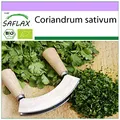 SAFLAX - BIO - Koriander - 150 Samen - Coriandrum sativum