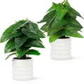 PASCH® 2er Set künstliche Hängepflanzen: künstliche Pflanzen wie echt | Kunstpflanzen hängend | Kunstpflanze hängend im Topf | Hängepflanze künstlich mit Topf (Calathea + Gummibaum, 26cm)