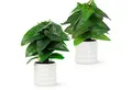 Kunstpflanze Künstliche Hängepflanzen im bruchfesten Topf, Hängepflanze künstlich Efeu, Monstera, Philodendron, Calathea, Pfeilblatt, Mosaik- & Zebrapflanze, PASCH, Bruchfester weißer Kunststofftopf