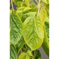 Morus Alba Giant Fruit 50-60 cm