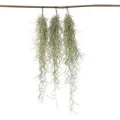 Spanisches Moos - 3 Stk - Tillandsia usneoides - Höhe 25-40cm - ⌀5cm - Grün