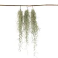 Plant in a Box - Tillandsia Usneoides - 3er Set - Spanisches Moos - Tillandsien - Zimmerpflanzen - Luftpflanzen - Höhe 25-40cm