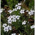 Niedrige Flammenblume Bavaria - Phlox subulata