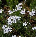 Niedrige Flammenblume Bavaria - Phlox subulata