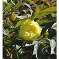 Strauchpfingstrose Gelb - Paeonia suffruticosa