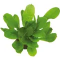 Dennerle Plants Aquariumpflanze Echinodorus Grisebachii Tropica