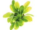 Samolus-Schwertpflanze - Echinodorus grisebachii ´Tropica´