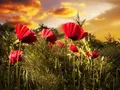 Papermoon Fototapete Blumenwiese