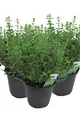 3er Set Italienischer Oregano im 15cm Topf - Origanum vulgare, frische Oregan...