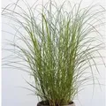 Chinaschilf Red Chief - Miscanthus sinensis