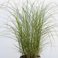 Chinaschilf Red Chief - Miscanthus sinensis