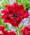 BALDUR Garten 1x Papaver 'Red Rumble', Rhizom in Größe I, starke Stiele & kompakter Wuchs, extra-große Blüten über viele Wochen, robust & winterhart, tiefrote Blüten, Papaver orientale