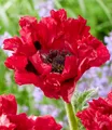 BALDUR Garten Staude Papaver 'Red Rumble', 1 St., Landhausgarten, winterhart, großblütig, pflegeleicht