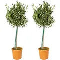 Bloomique - 2er Set - Olea Europaea - Olivenbaum Echt - Gartenpflanzen Winterhart - Höhe 80-90 cm - Topf 19 cm - Grün