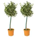 Bloomique - 2er-Set - Olea Europaea - Olivenbaum Echt - Gartenpflanzen Winterhart - Höhe 80-90 cm - Topf 19 cm