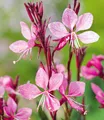 BALDUR-Garten Prachtkerze - Gaura "Pink",2 Pflanzen