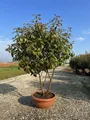 Sunny Tree - Photinia fraseri ‘Red Robin’ – mehrstämmiger Baum – Glanzmispel 180 cm