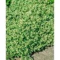 Mentha X Rotundifolia Variegata Apfelminze Ca. 9x9 cm Topf