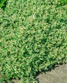 Pflanzen für Dich Staude Mentha rot. Variegata, 1 St., Bunte Apfelminze, Bunte Rundblättrige Minze