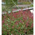 Kerzenknöterich Atropurpureum - Persicaria amplexicaulis