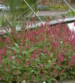 Kerzenknöterich Atropurpureum - Persicaria amplexicaulis