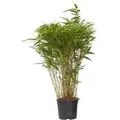 Bambus - Fargesia nitida 'Gansu' - Höhe 50-70cm - Topf 17cm