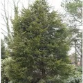 Gelbe Leyland Zypresse Castlewellan Gold 100-125cm - Cupressocyparis,eylandii